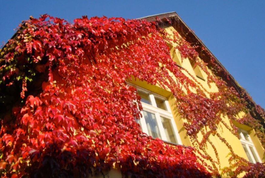 Fall Color in Klein Kurbis